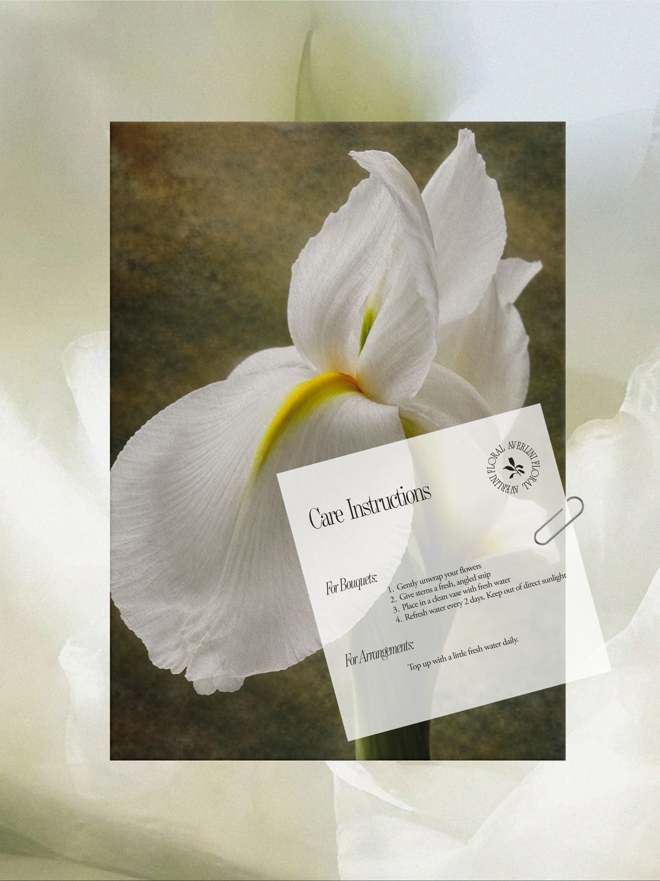 Branding & Graphic Design project 15